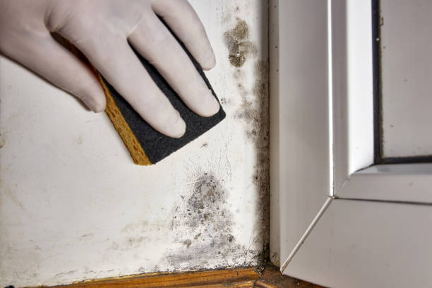 Best Mold Remediation for Healthcare Facilities  in Herrin, IL